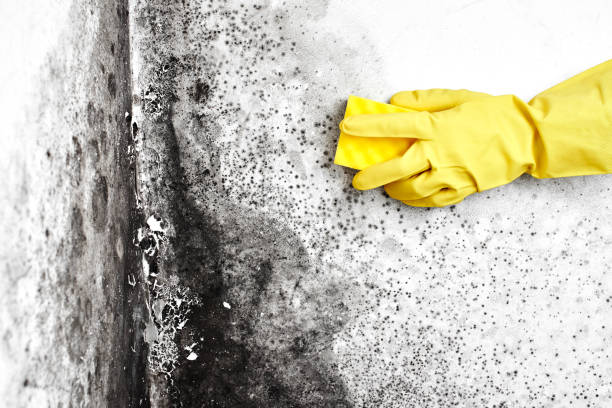 Why You Should Choose Our Mold Remediation Services in Yreka, CA